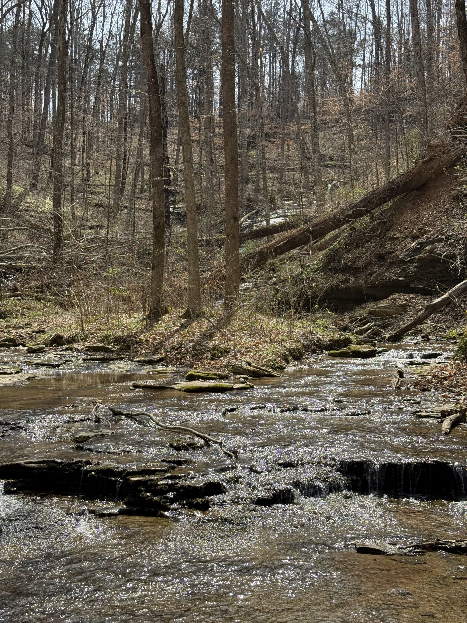 335 Nelson Cemetery Road Monroe, TN 38573 - Photo 69 of 81