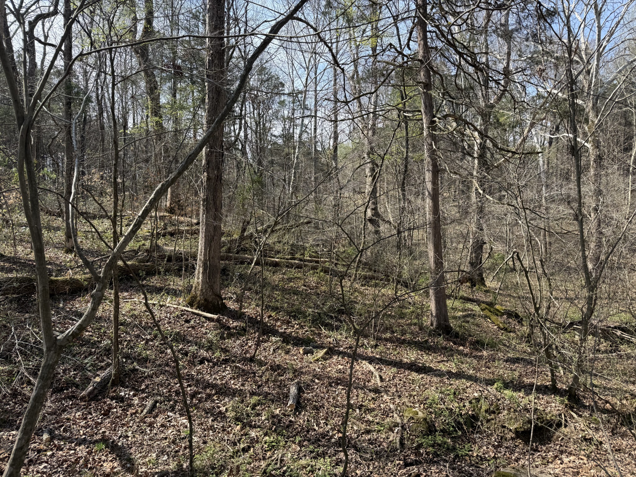335 Nelson Cemetery Road Monroe, TN 38573 - Photo 78 of 81 a view of a yard with large trees