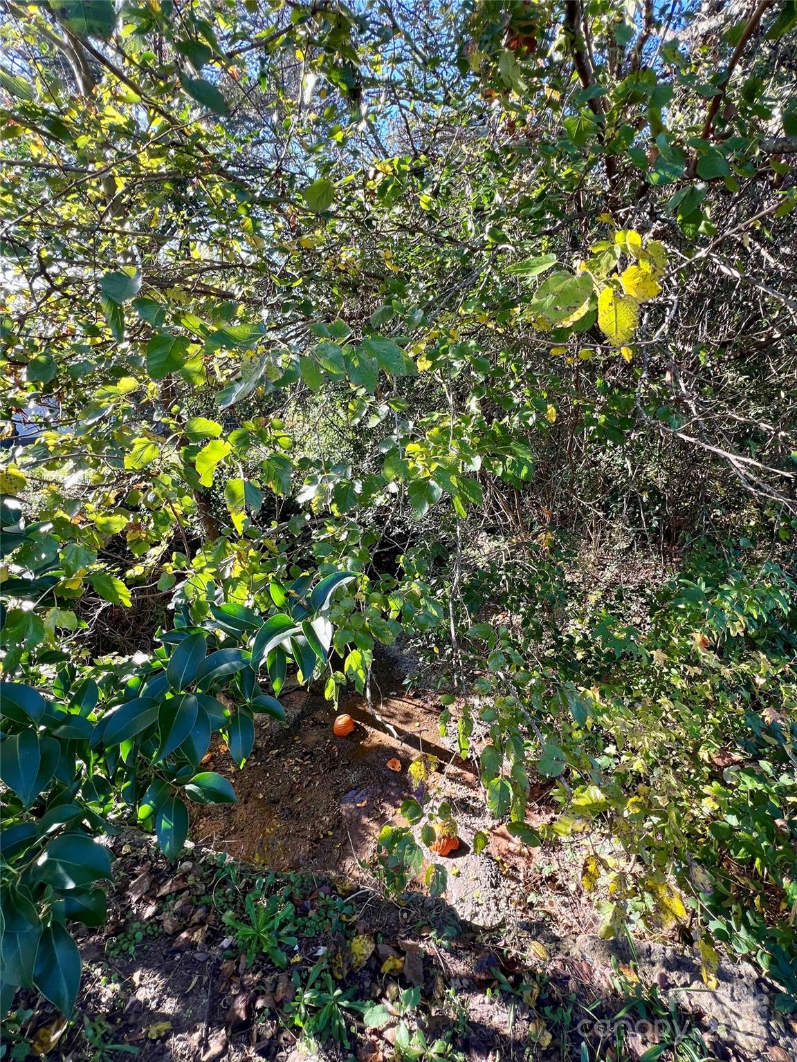 368 Chestnut Street Rock Hill, SC 29730 - Photo 2 of 4