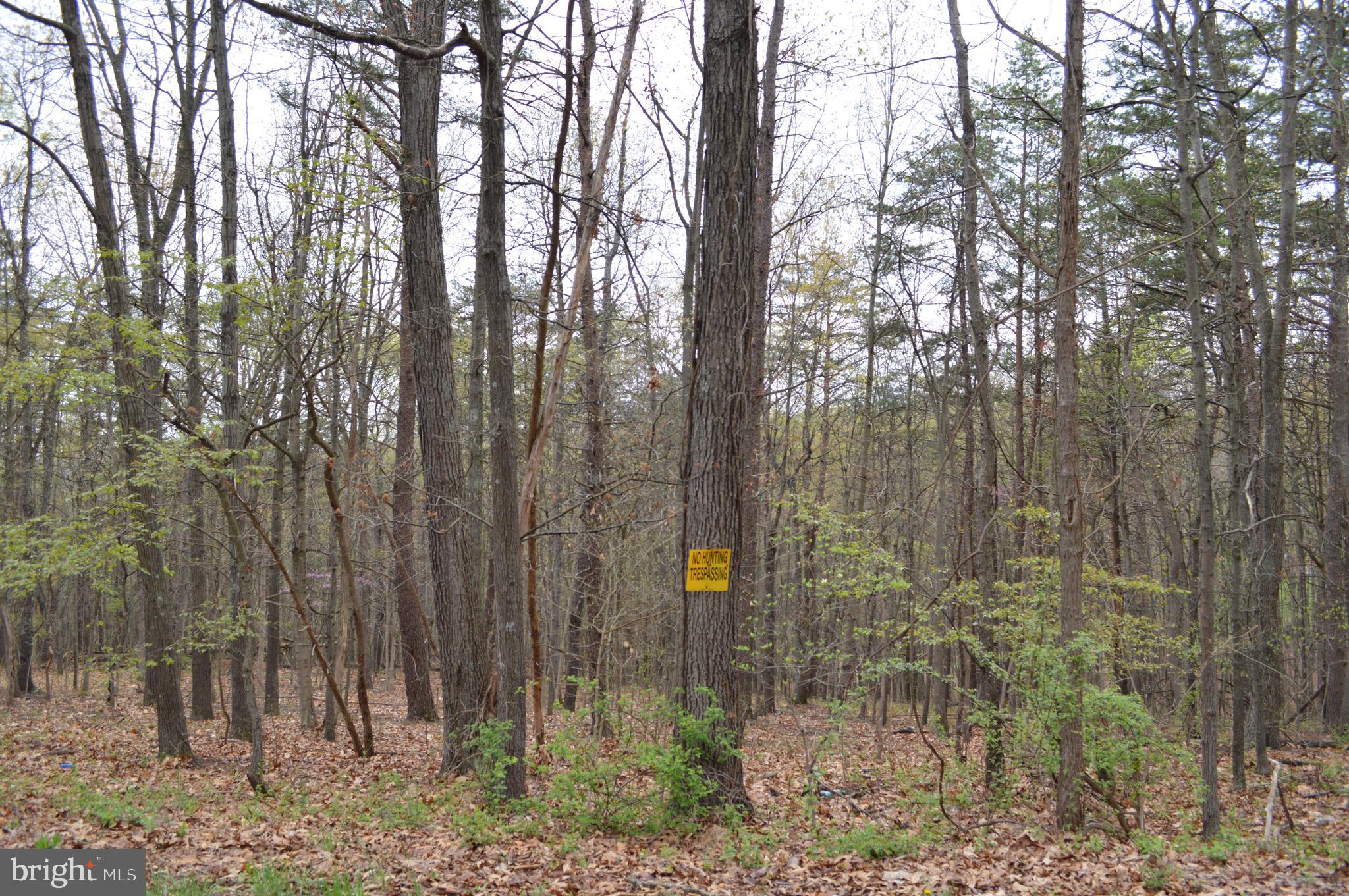 Pious Ridge Road Berkeley Springs, WV 25411 - Photo 3 of 7 Gallery Image 3