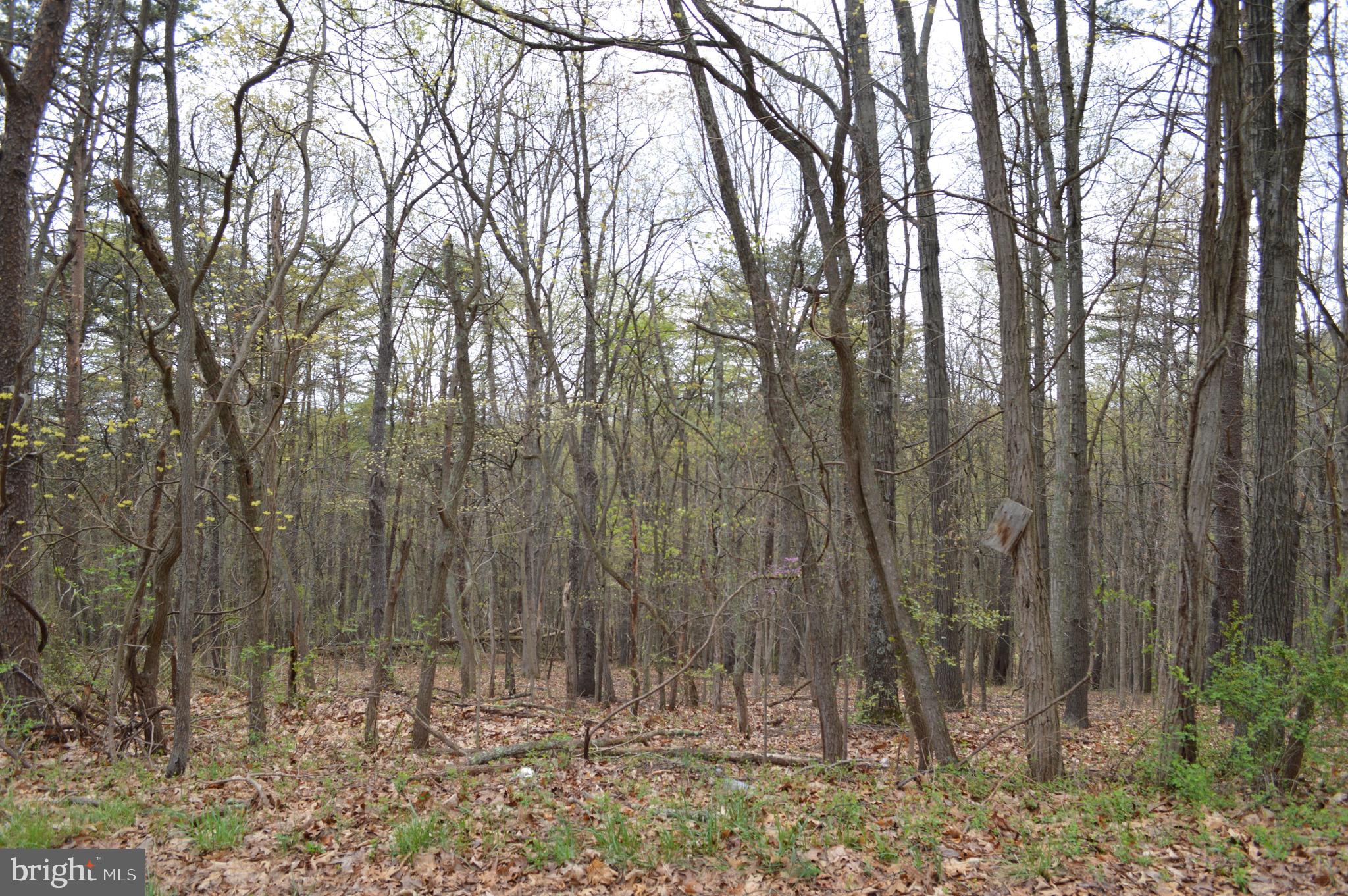 Pious Ridge Road Berkeley Springs, WV 25411 - Photo 5 of 7 Gallery Image 5