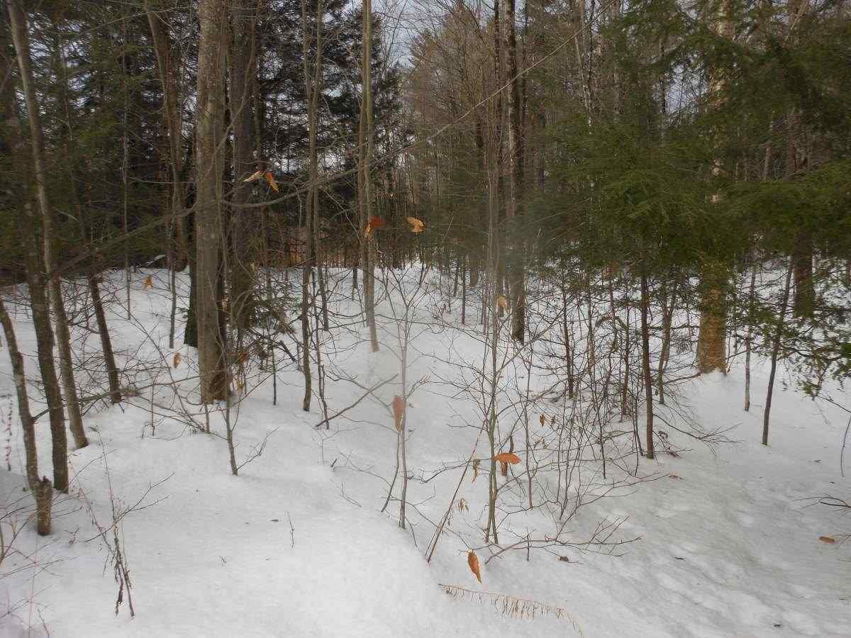 0 Collins Hill Road Johnson, VT 05656 - Photo 1 of 5