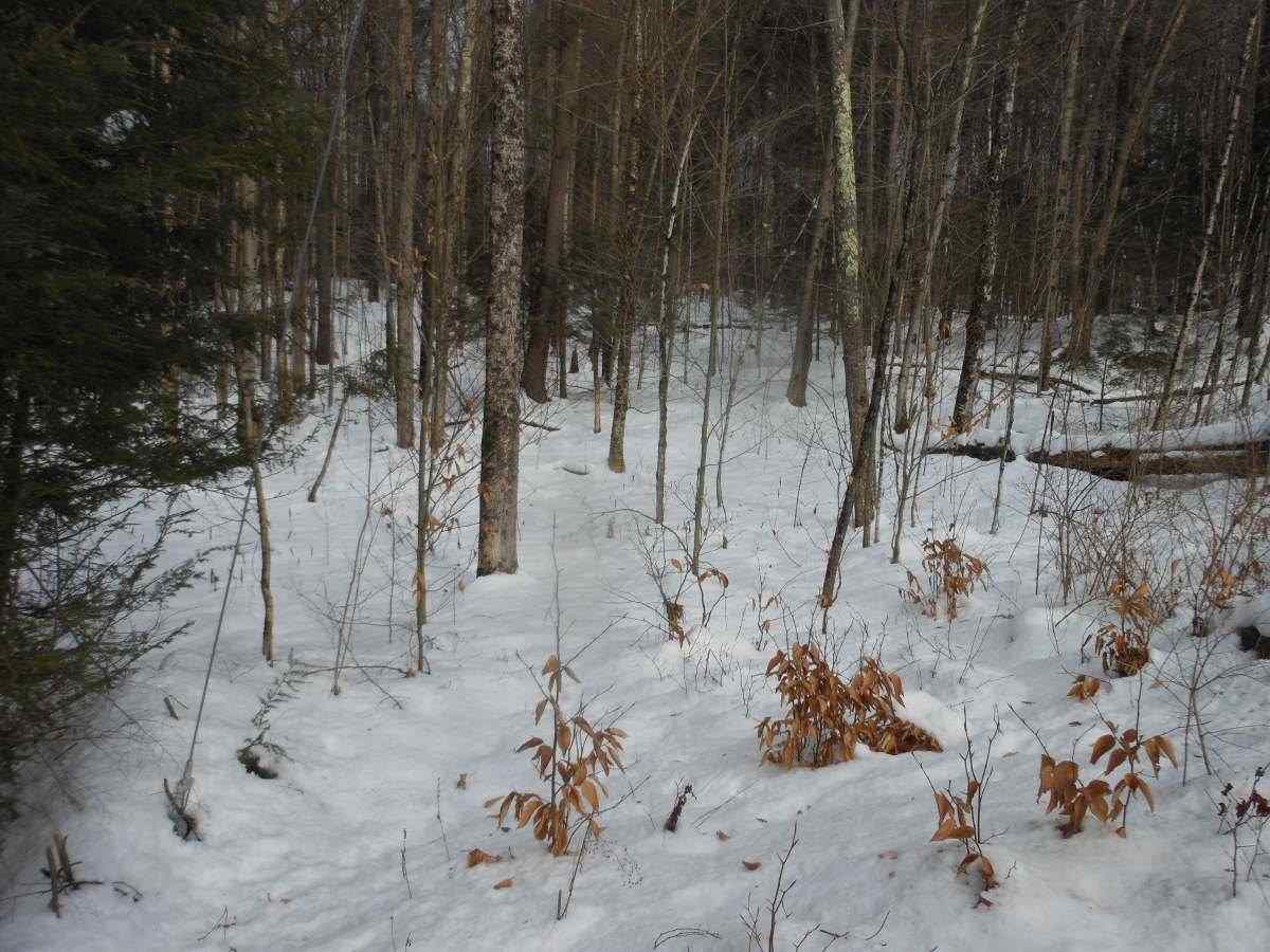 0 Collins Hill Road Johnson, VT 05656 - Photo 3 of 5