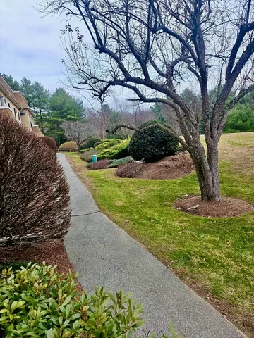 a view of a yard with plants and a large tree