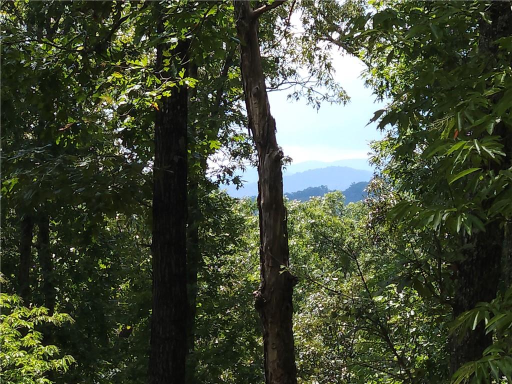 101 Hothouse Drive Mineral Bluff, GA 30559 - Photo 57 of 63 a view of a forest with trees
