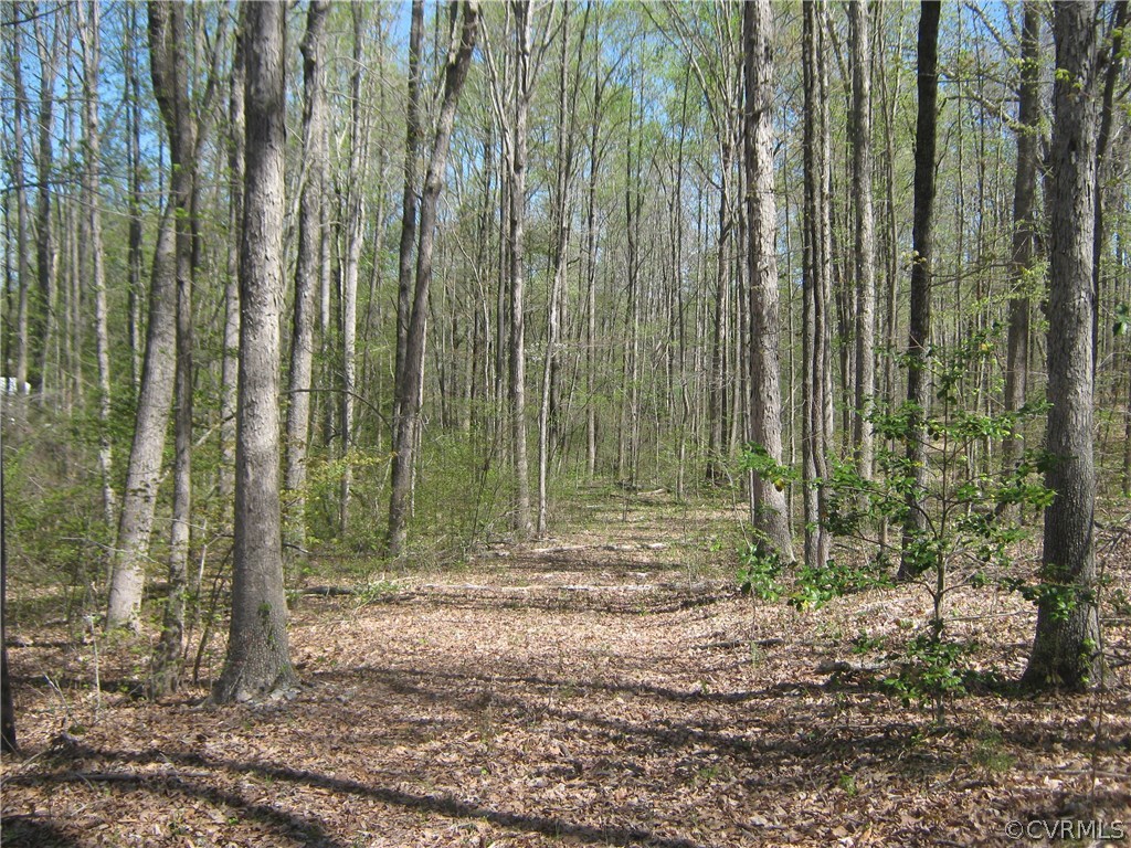 0 Shepherd Spring Road Gum Spring, VA 23065 - Photo 1 of 3 a view of forest