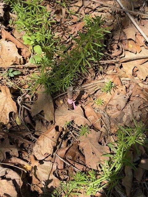 4485 Poplar Springs Road Gainesville, GA 30507 - Photo 3 of 17