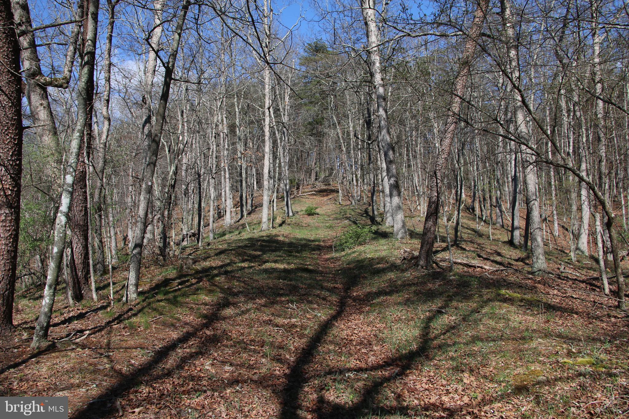 Brush Creek Road Winchester, VA 22603 - Photo 22 of 45 a view of a backyard with large trees
