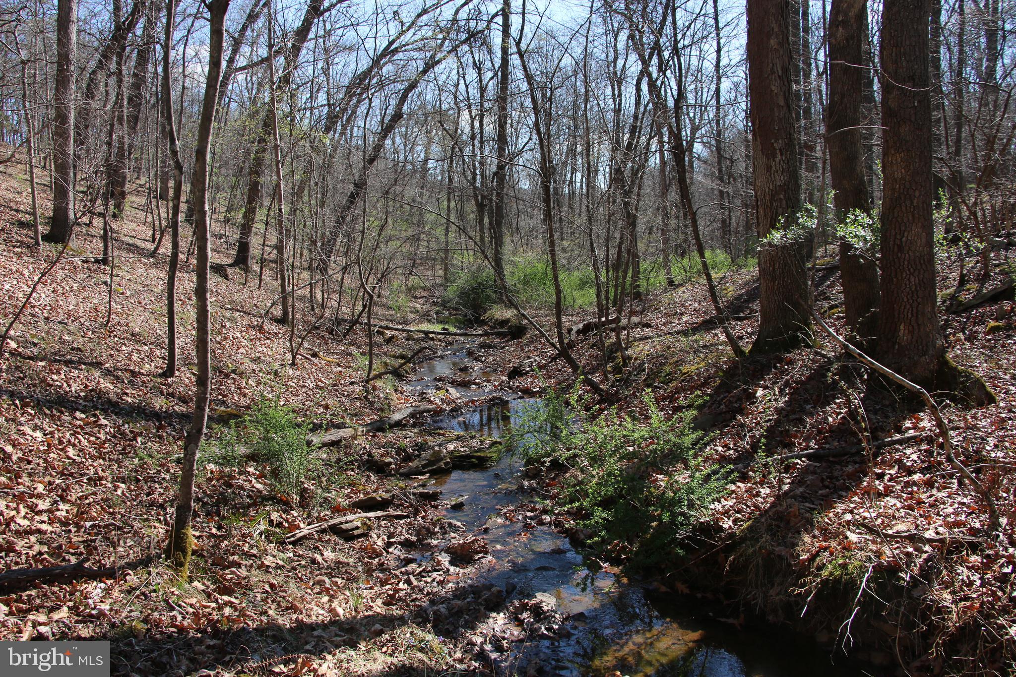 Brush Creek Road Winchester, VA 22603 - Photo 25 of 45 a view of a forest filled with trees