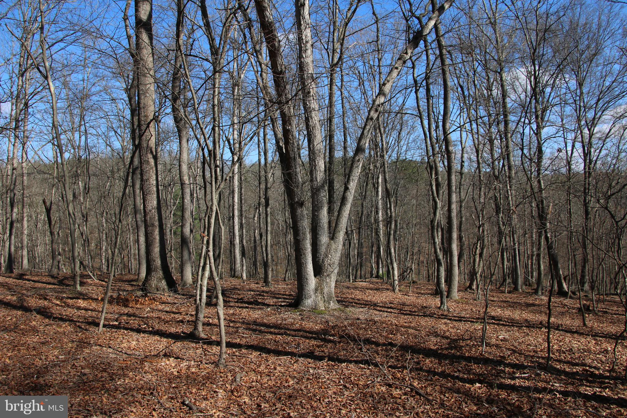 Brush Creek Road Winchester, VA 22603 - Photo 27 of 45 a view of a backyard with large trees
