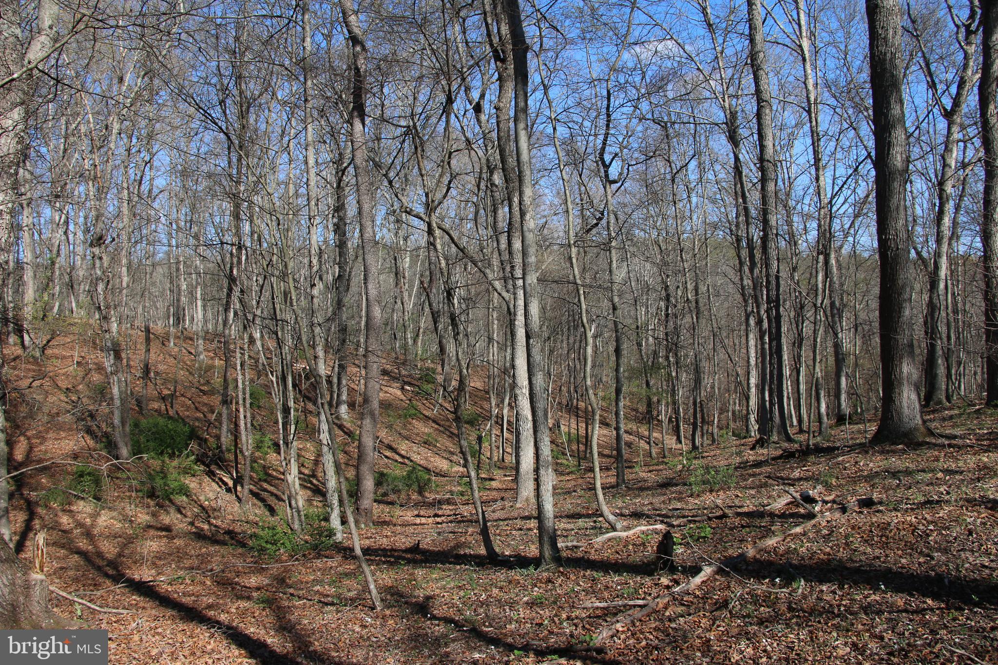 Brush Creek Road Winchester, VA 22603 - Photo 29 of 45 a view of a backyard with large trees