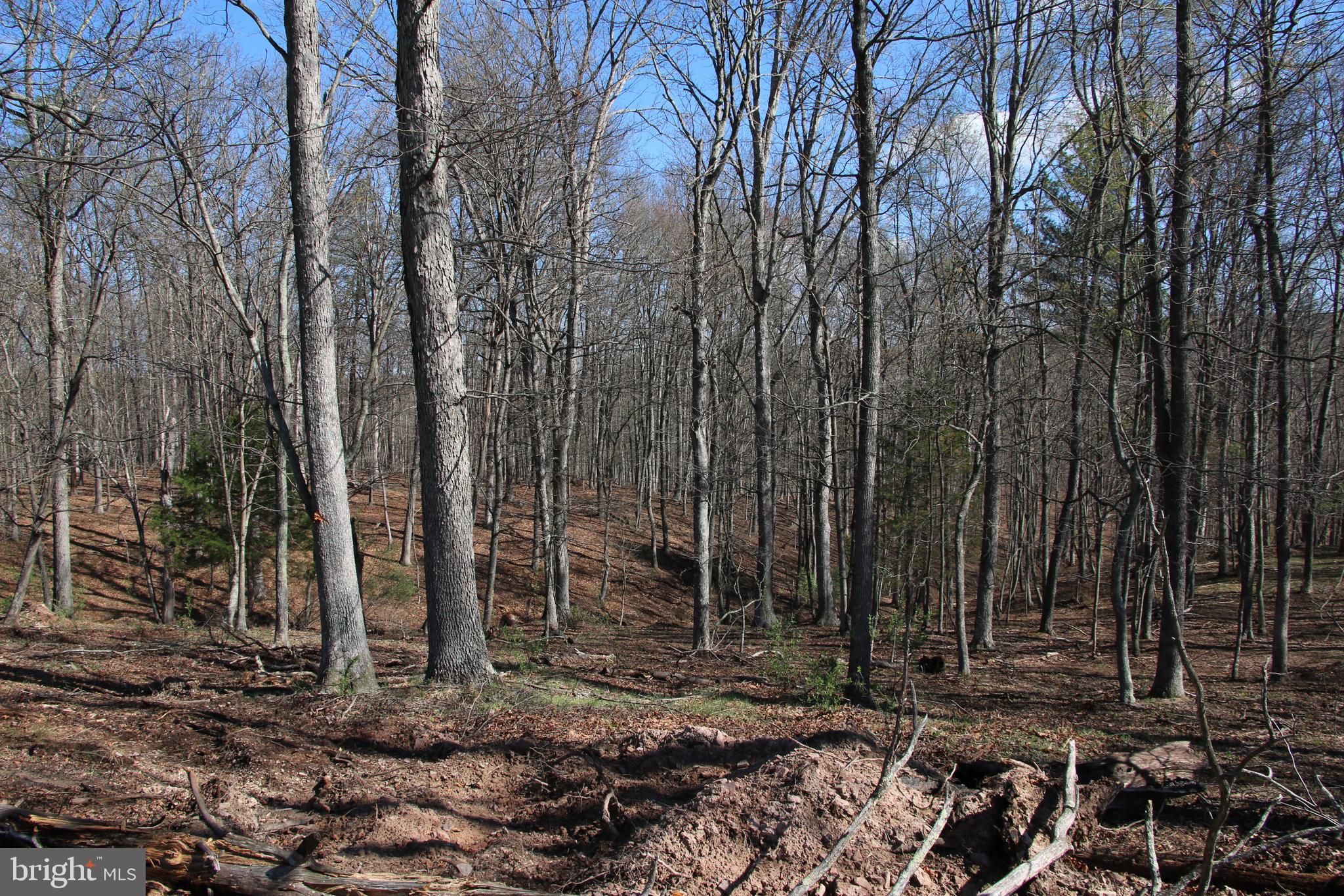 Brush Creek Road Winchester, VA 22603 - Photo 32 of 45 a view of a backyard with trees