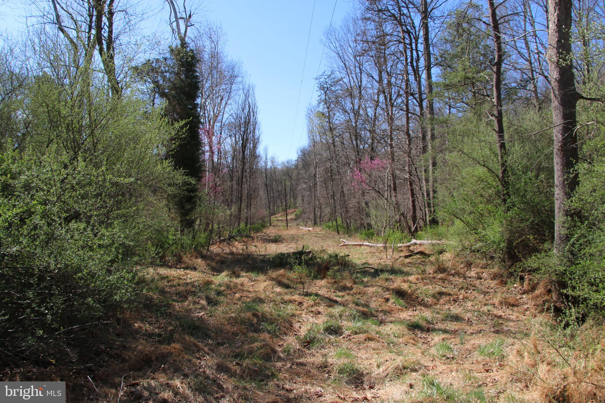 Brush Creek Road Winchester, VA 22603 - Photo 8 of 45 a view of a covered with trees