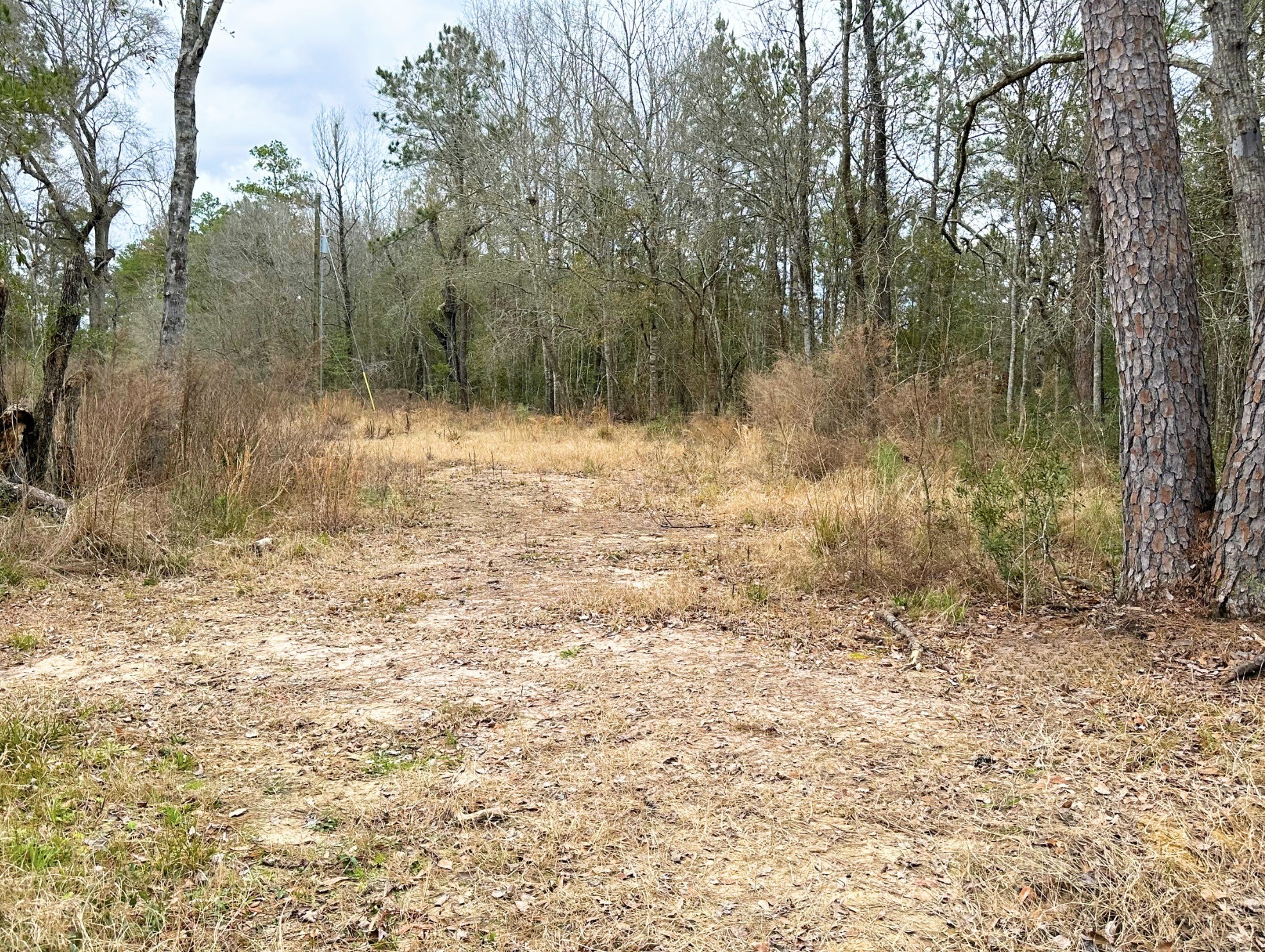 12280 Pelt Road Kountze, TX 77625 - Photo 2 of 5 a view of backyard with green space