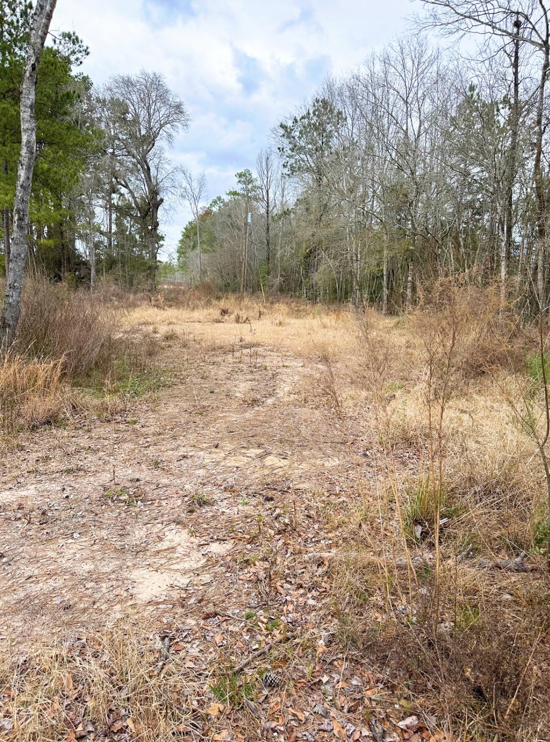 12280 Pelt Road Kountze, TX 77625 - Photo 3 of 5 a view of a yard with plants and trees