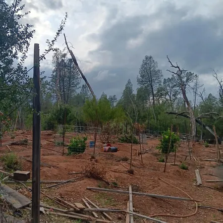 a view of a park with large trees