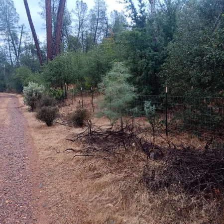 a view of a forest filled with trees