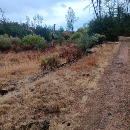 a view of a dry yard with trees in the background