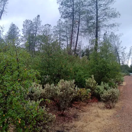 a view of a forest with trees