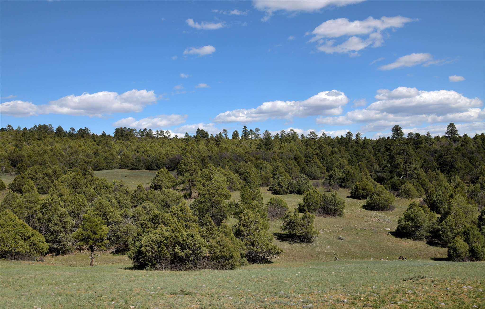 Tbd Tbd Raven Chama, NM 87520 - Photo 1 of 1