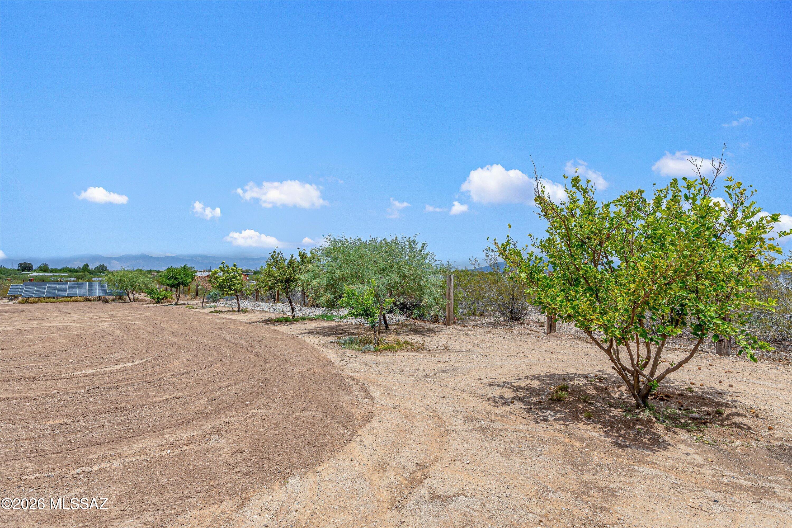 10935 South Swan Road Tucson, AZ 85756 - Photo 28 of 41 Citrus Trees