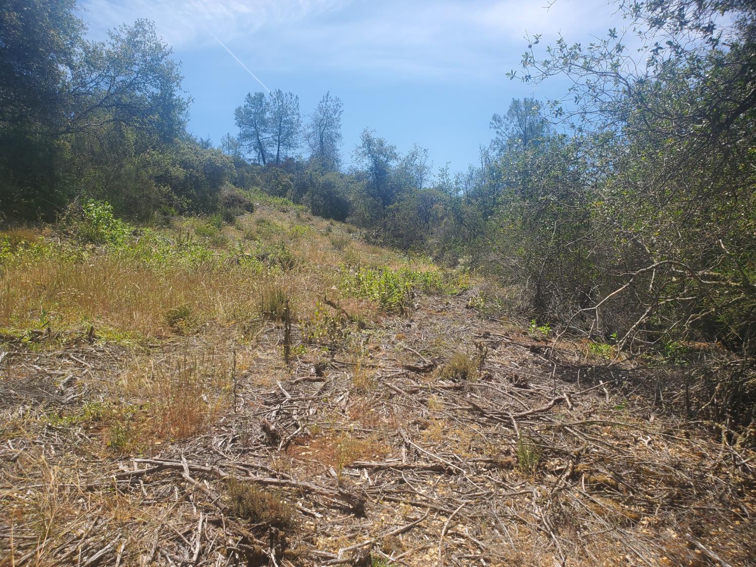 1190 Jurgens Road Rescue, CA 95672 - Photo 20 of 29 a view of a yard with trees in the background