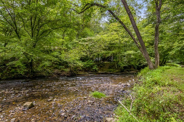 1519 Tipton Springs Road Morganton, GA 30560 - Photo 42 of 46 a view of a yard with plants and large trees