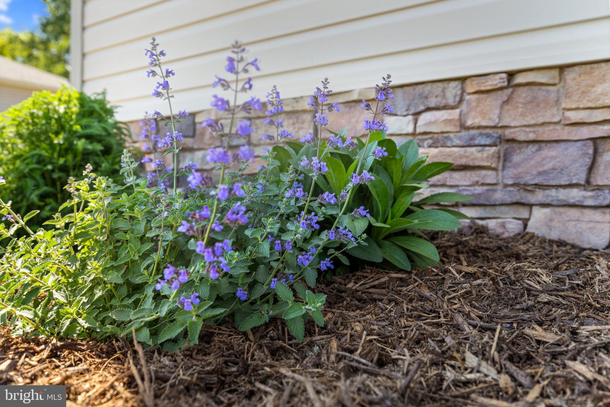 1523 Bowie Road Colonial Beach, VA 22443 - Photo 28 of 34 a view of lot of flowers