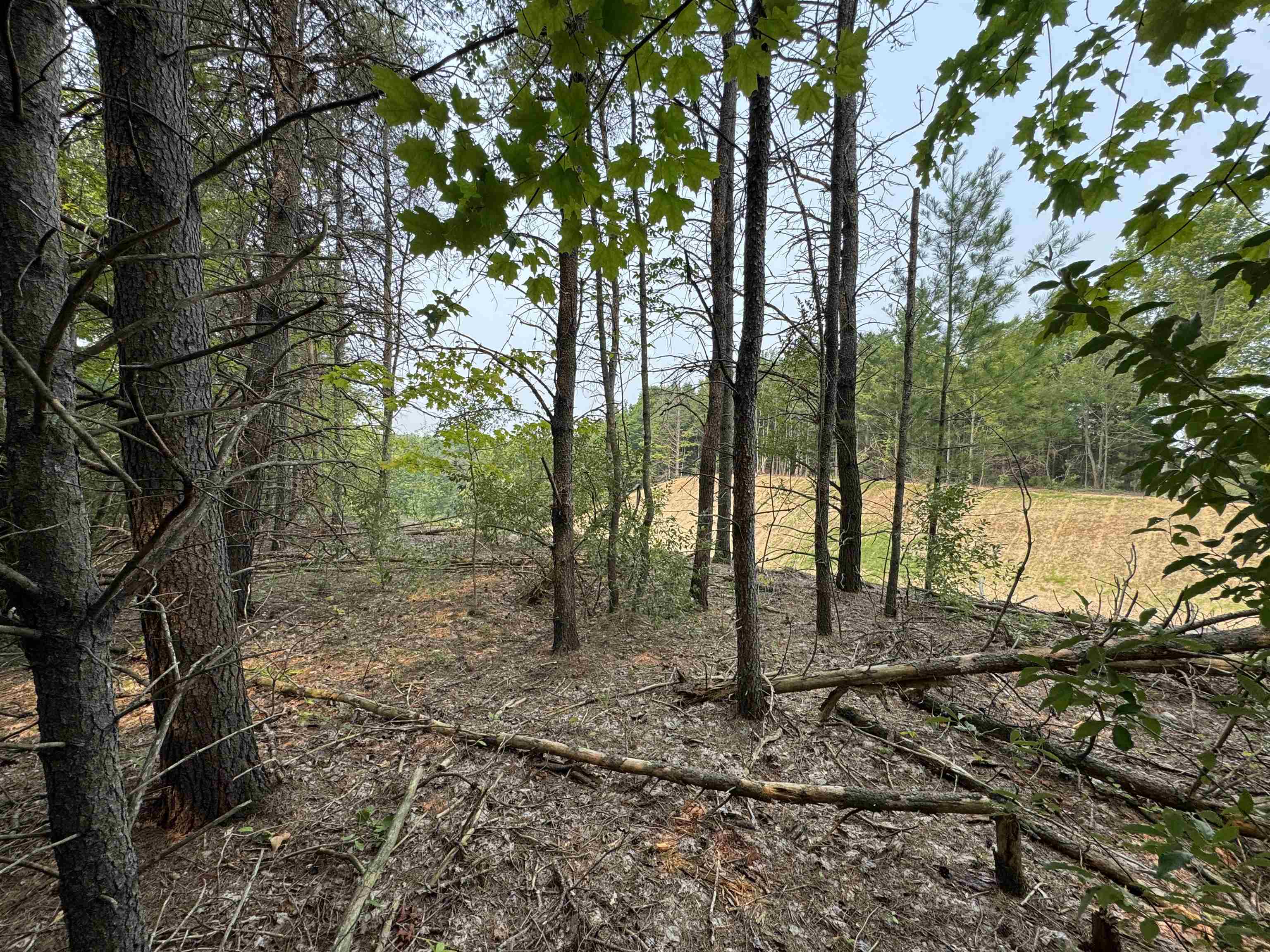 Lot #1 East Bellinger Road, Unit BELLINGER ESTATES #1 LOT: Cedar, MI 49621 - Photo 5 of 14