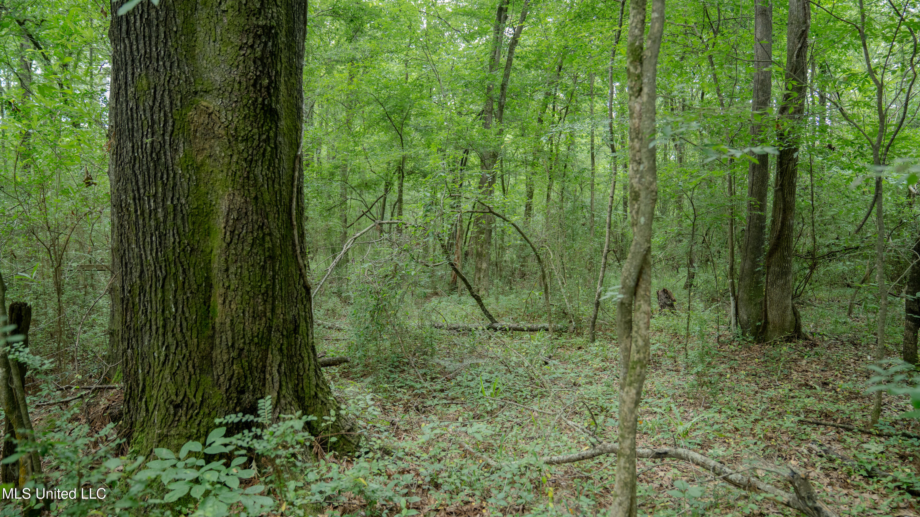 Oooo Big Creek Road Byram, MS 39212 - Photo 29 of 50 56.64 Acre-TERRY-MWLG-31