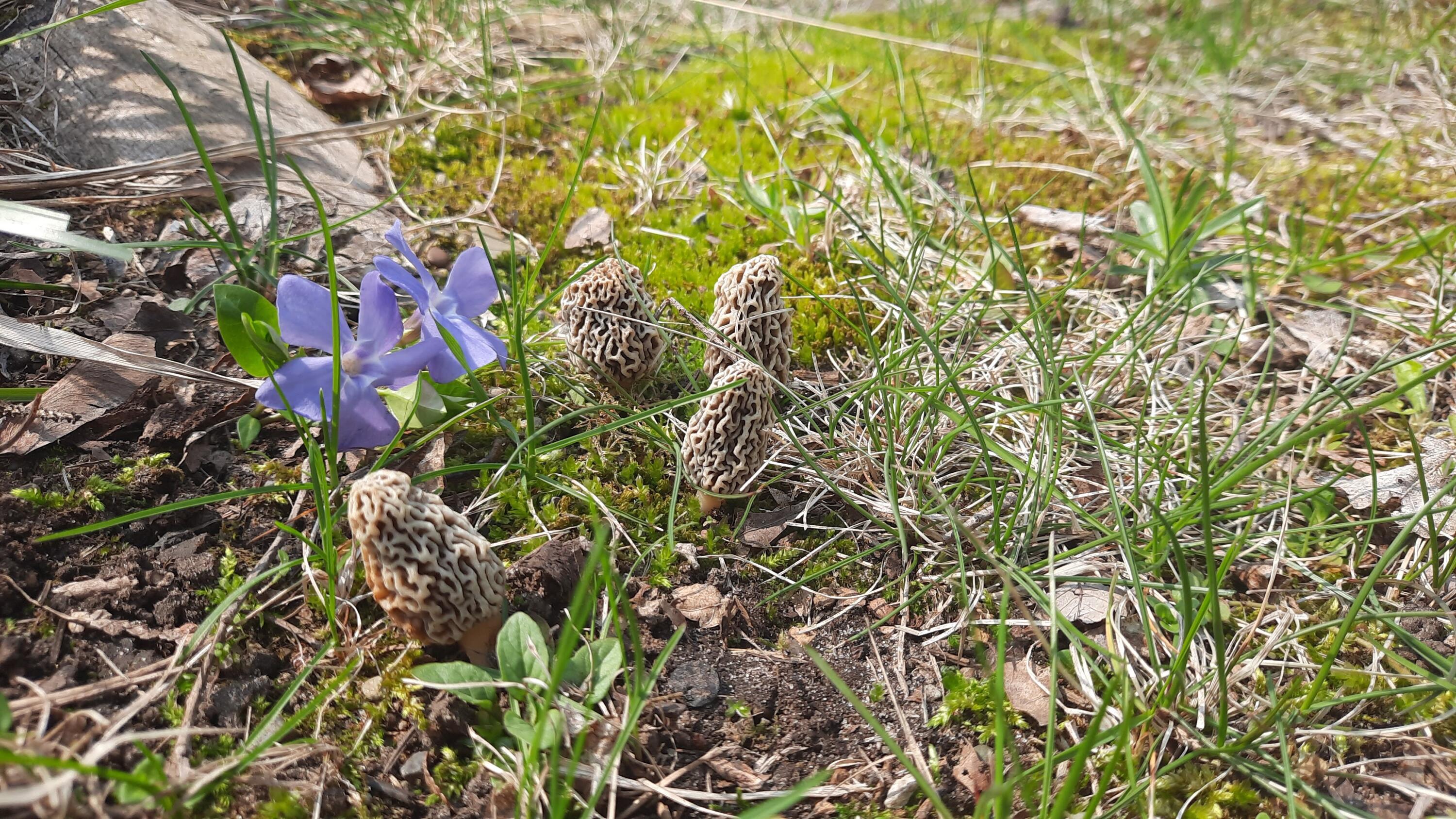 8424 3rd Street Onekama, MI 49675 - Photo 58 of 77 May MORELS in Yard!