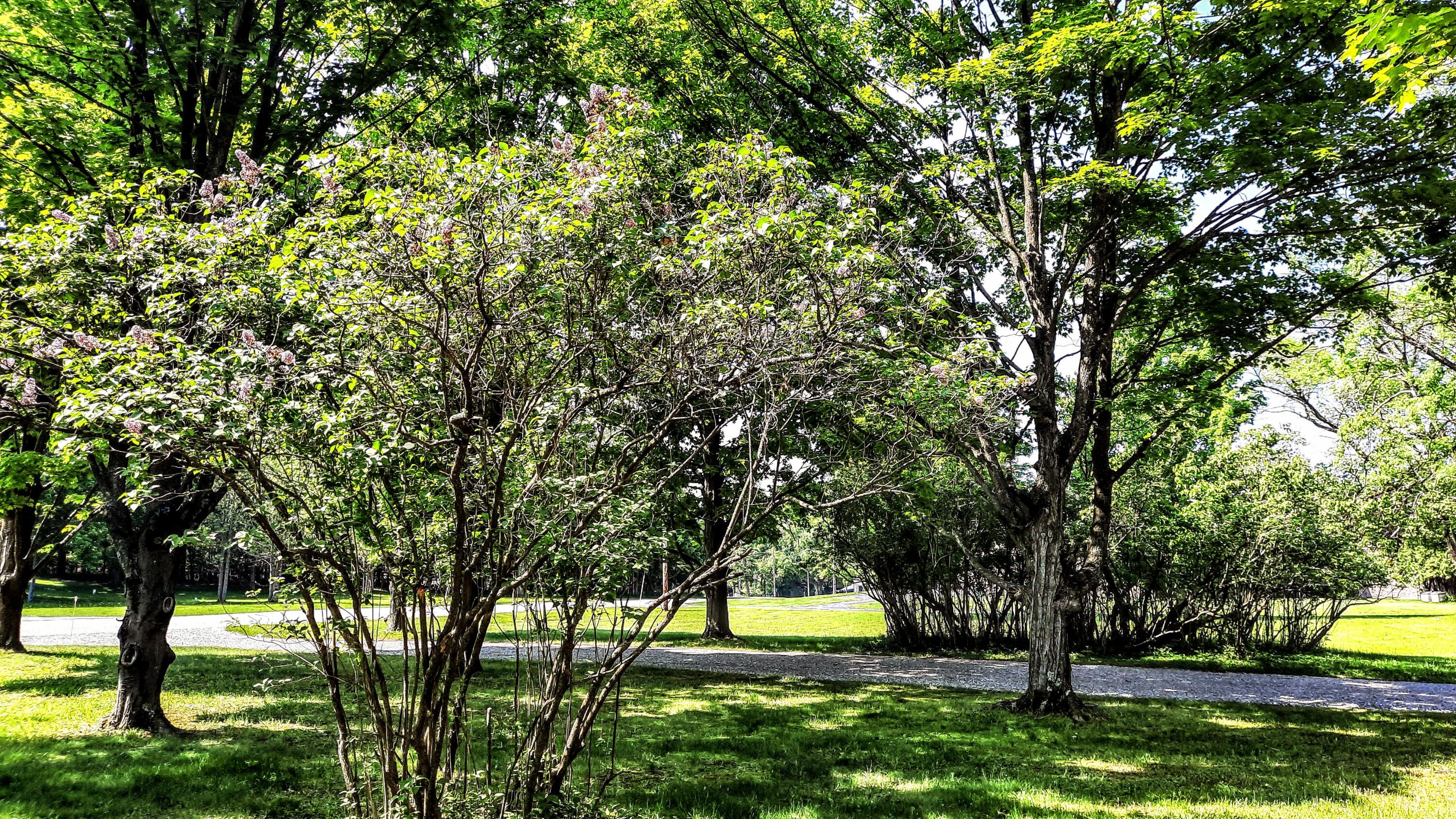8424 3rd Street Onekama, MI 49675 - Photo 70 of 77 Old Growth LILAC TREES
