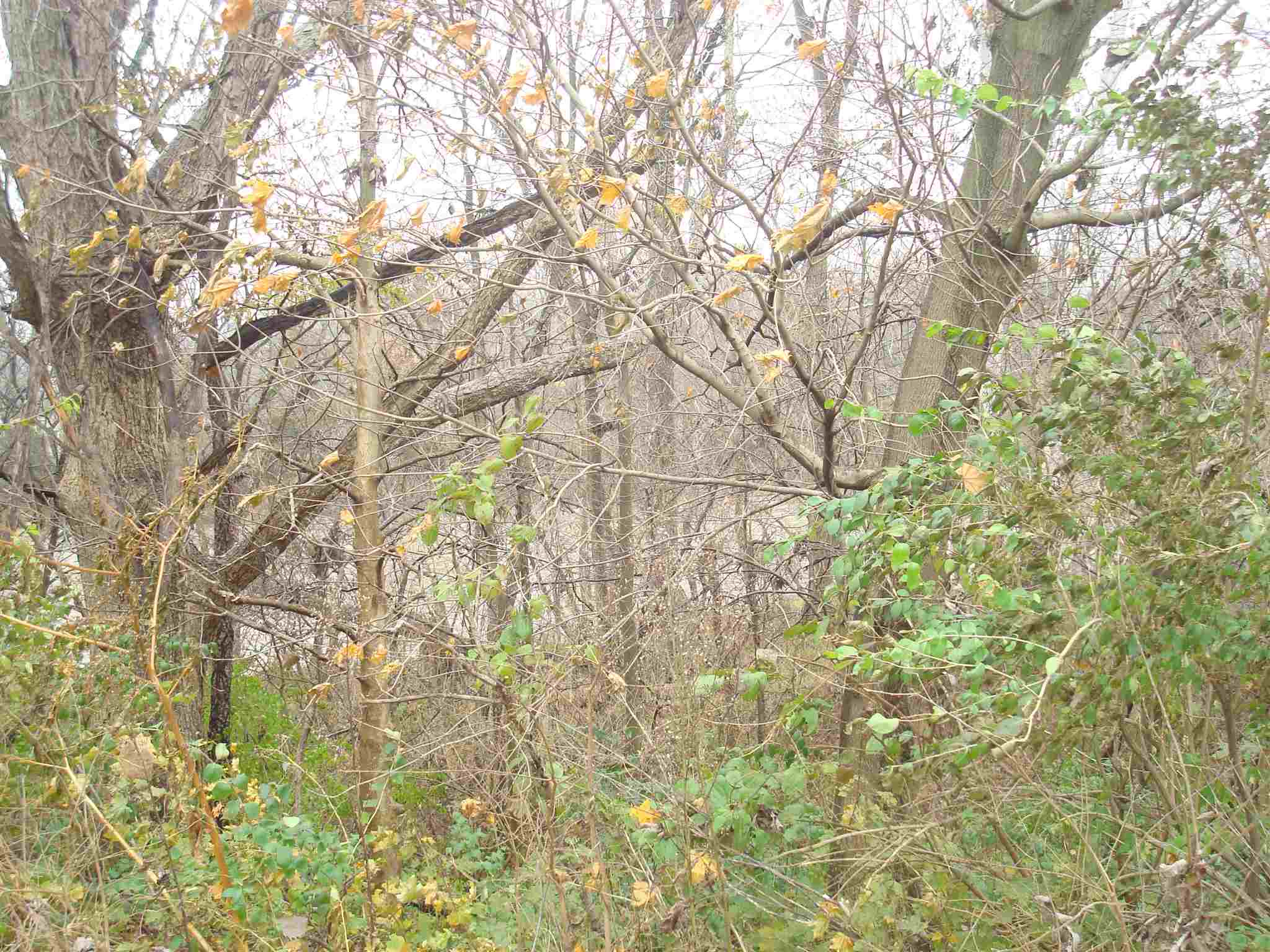 4011 North River Road Marion, IN 46952 - Photo 21 of 23