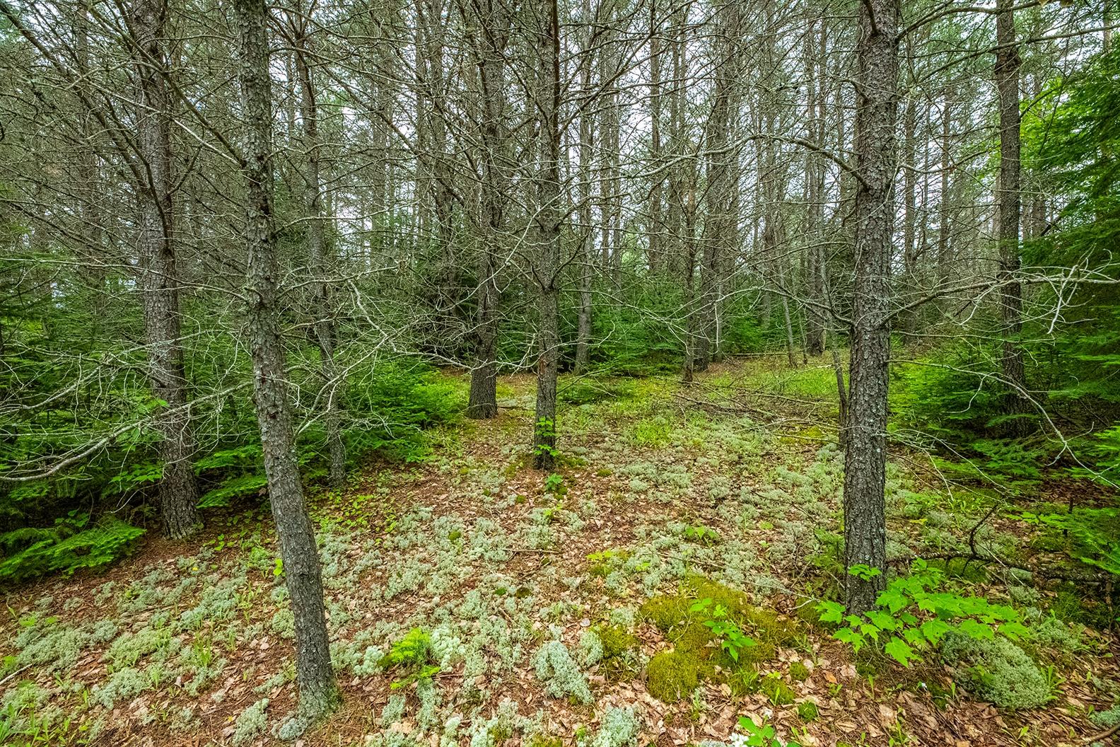 Three Lehman Road Three Lakes, WI 54562 - Photo 1 of 18 Gallery Image 1