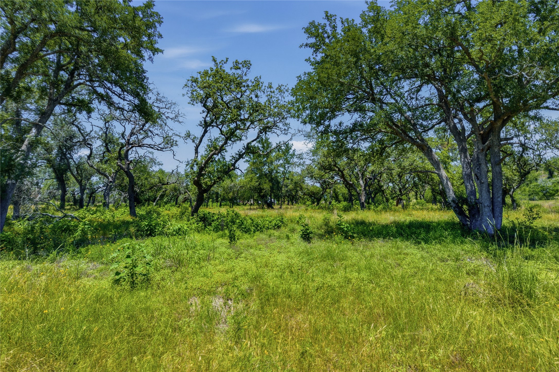 623 Whiskey Trail Blanco, TX 78606 - Photo 3 of 23 Mature oak trees and native grasses awaits your vision