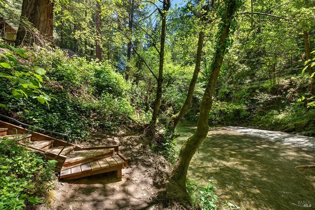 a view of a lush green forest