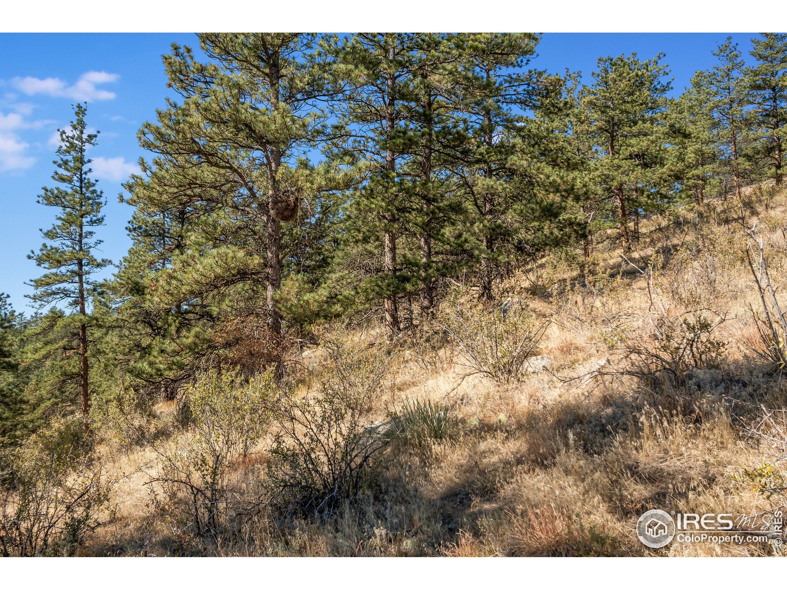 440 Wren Place Drake, CO 80515 - Photo 32 of 35