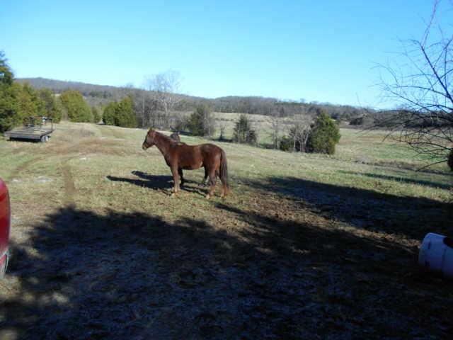 12 Bluebird Road Lebanon, TN 37087 - Photo 7 of 9 Sorry but the horse does not go with this property!! :)