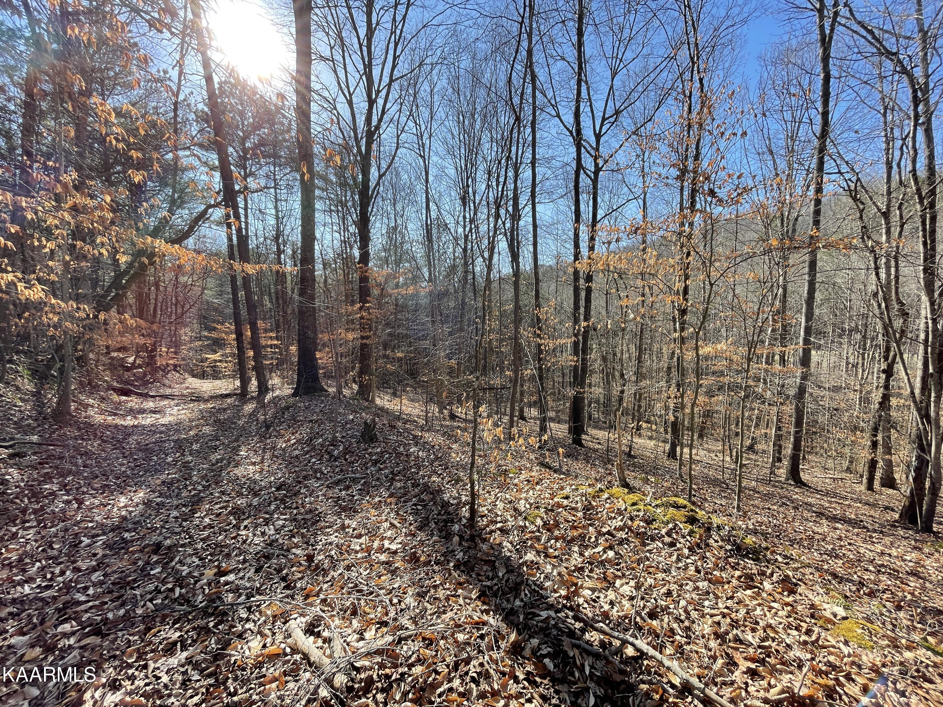 Hickory Valley Road Heiskell, TN 37754 - Photo 9 of 38 Hickory Valley Rd