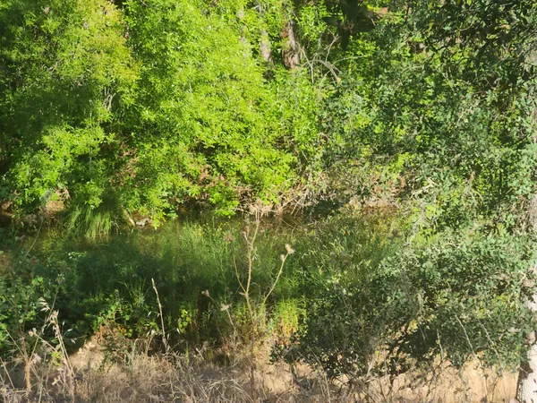 a view of a lush green space