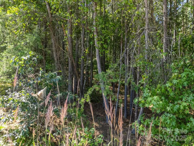 a view of a garden with plants
