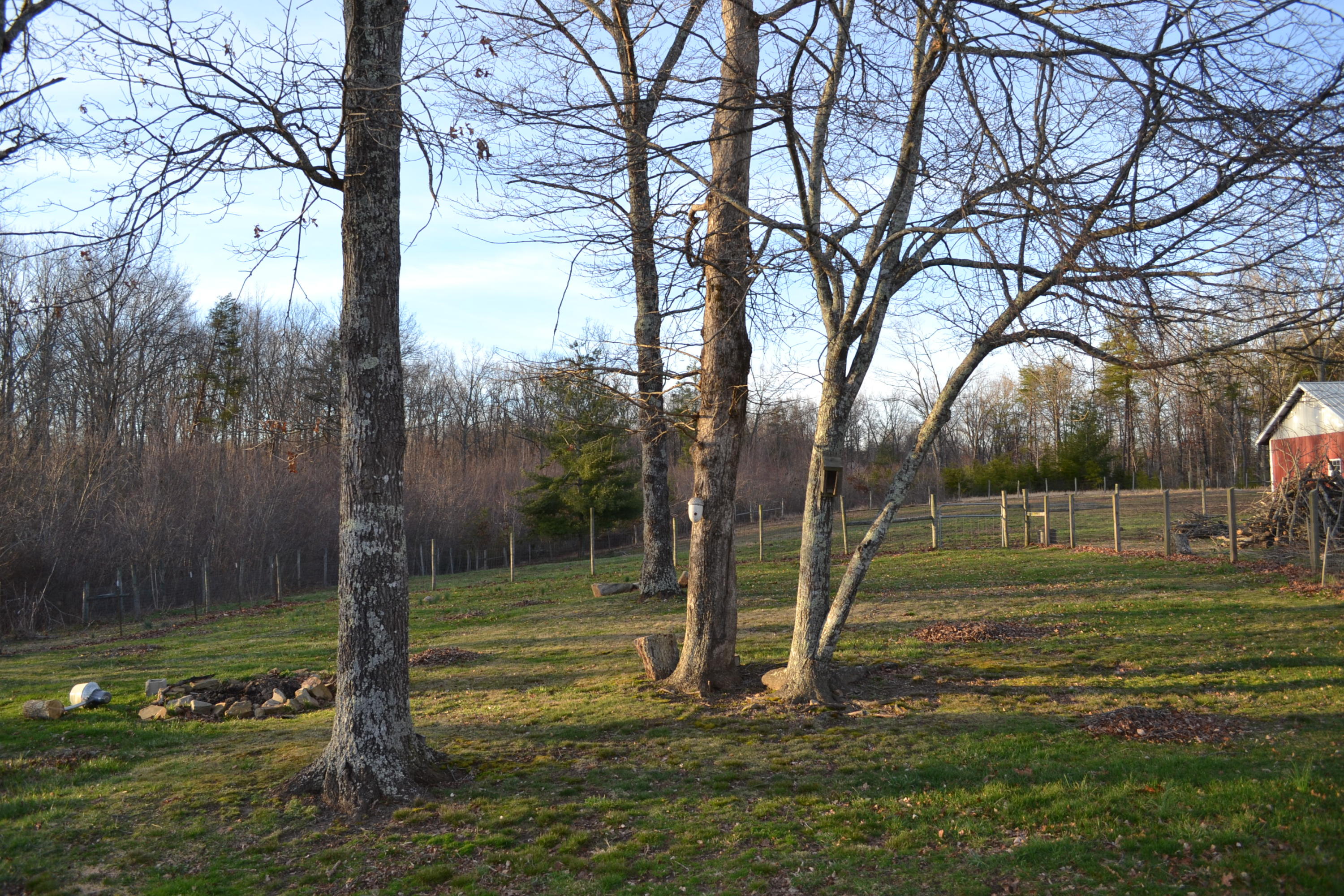 1009 Obed River Road Crossville, TN 38555 - Photo 9 of 24 10 Yard, partially fenced.JPG
