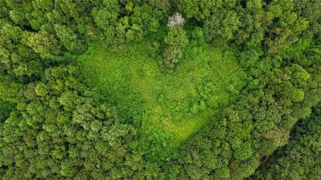 a view of a lush green space