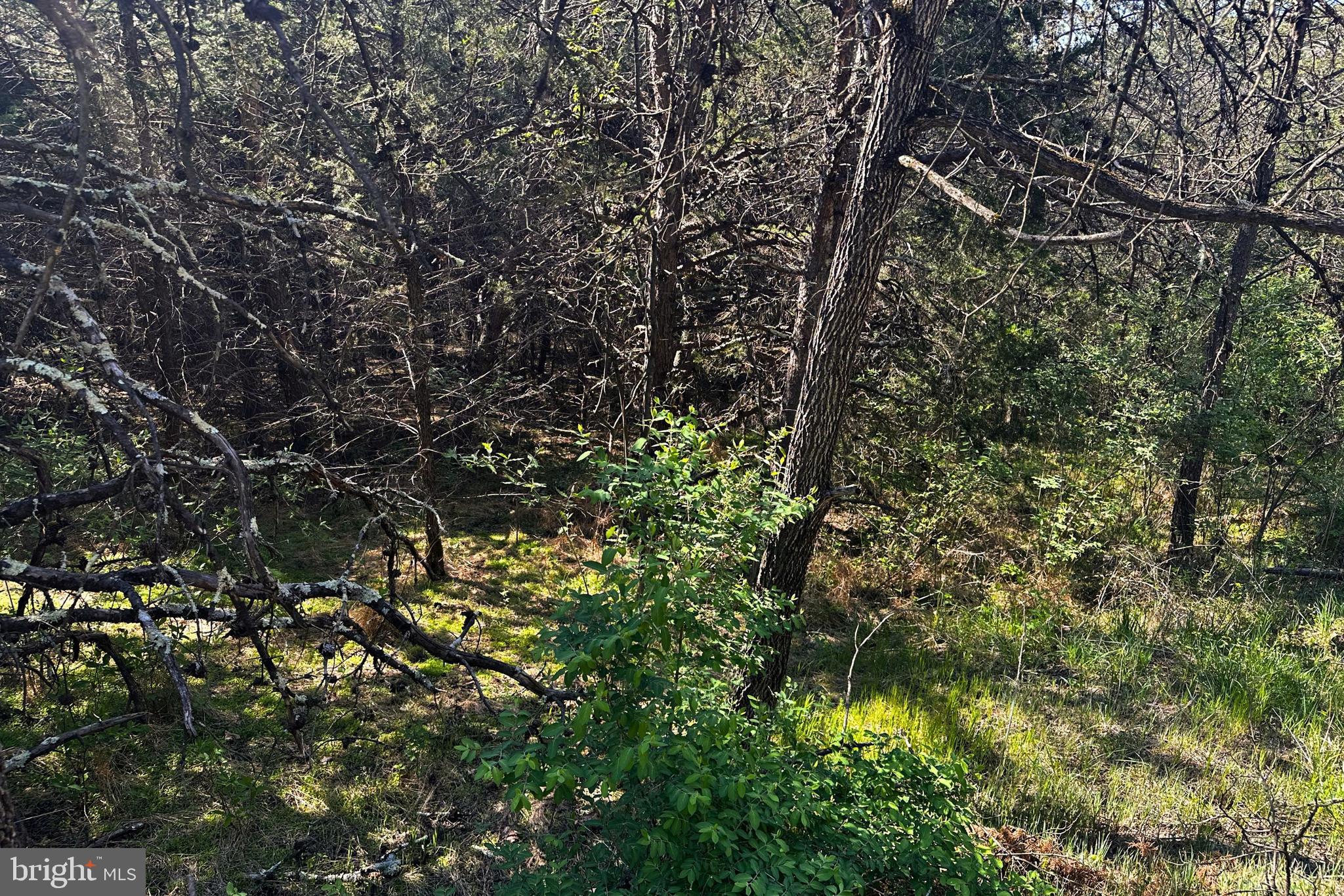 Lot 1 Deep Run Hollow Road Delray, WV 26714 - Photo 11 of 26 a view of a tree in a backyard of a house