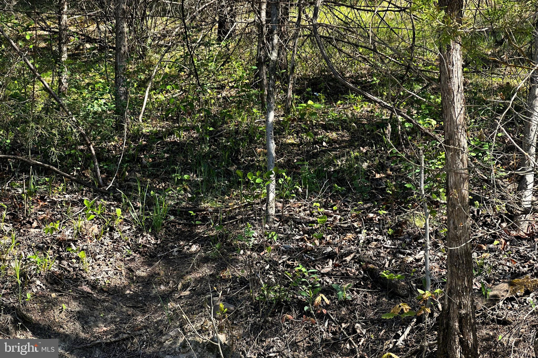 Lot 1 Deep Run Hollow Road Delray, WV 26714 - Photo 19 of 26 a view of forest