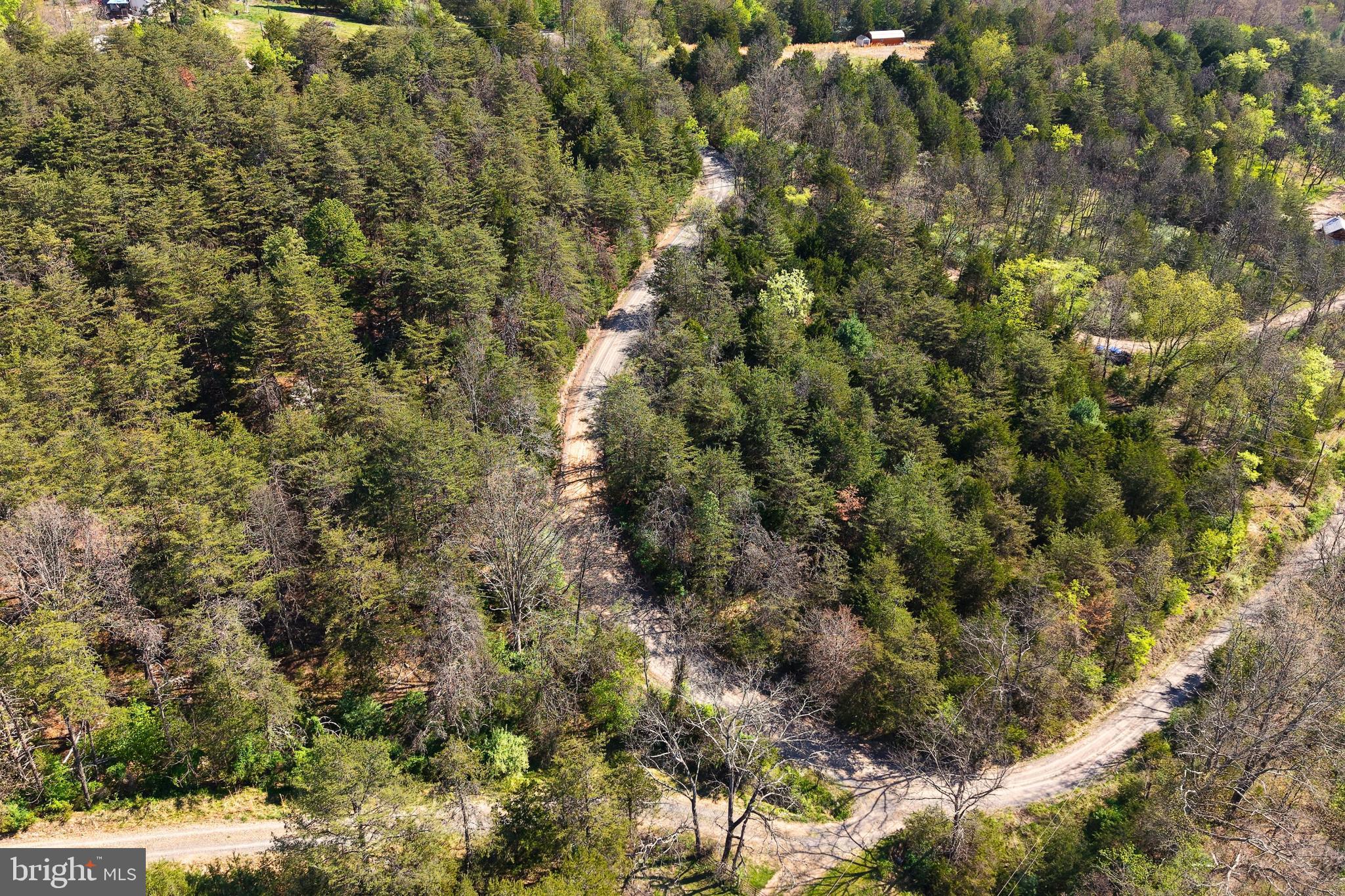 Lot 1 Deep Run Hollow Road Delray, WV 26714 - Photo 20 of 26 a view of a forest with a tree