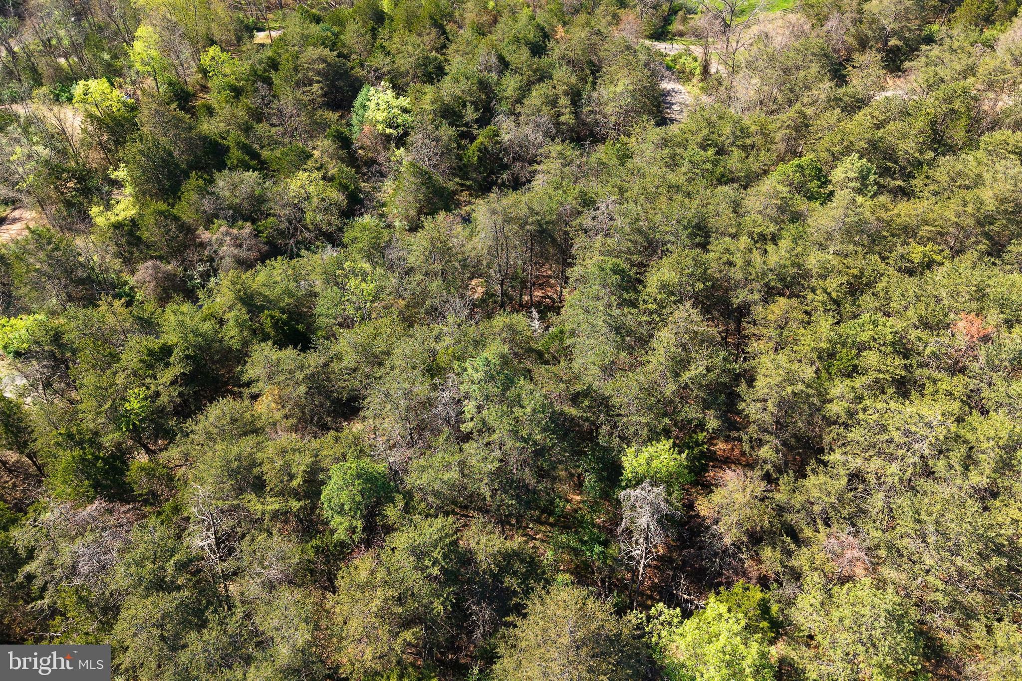 Lot 1 Deep Run Hollow Road Delray, WV 26714 - Photo 7 of 26 a view of a forest with lush green forest