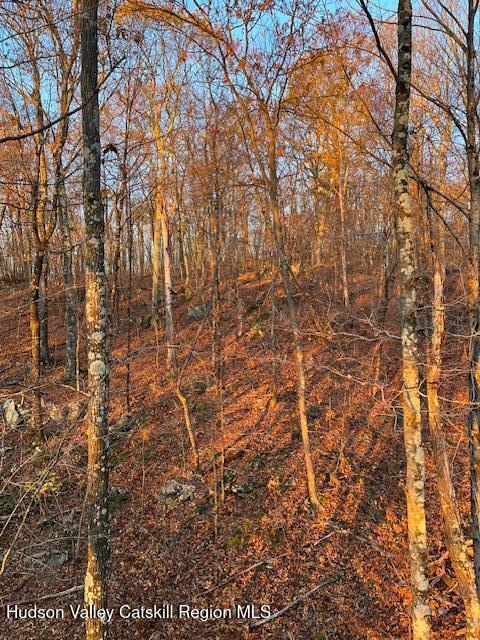 Tbd Lily Lake Road Highland, NY 12528 - Photo 28 of 31 a picture of a tree