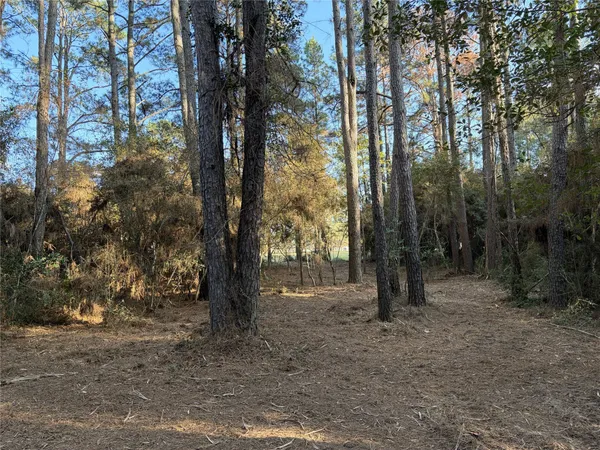 a view of some trees in the forest