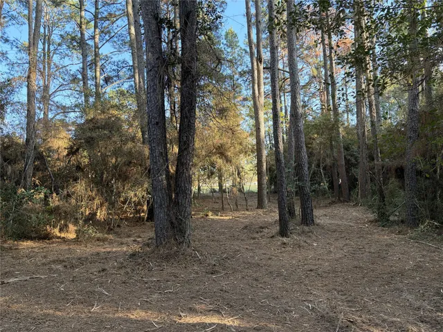 a view of some trees in the forest